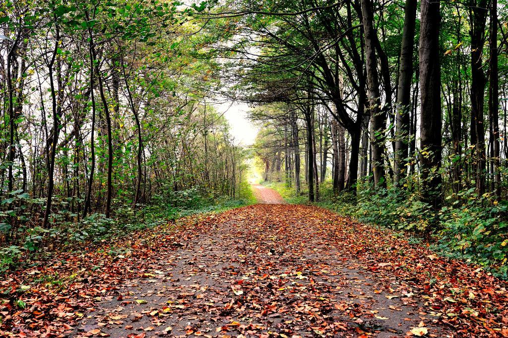 Schlossgut Groß Schwansee 외부 사진 A forest in the autumn